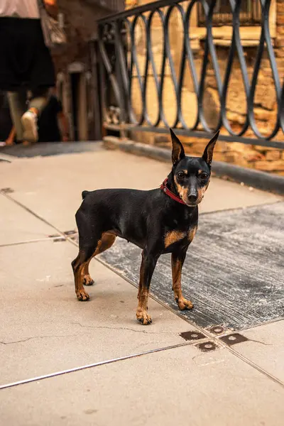 A miniature pinscher breed dog in the city. Zwergpinscher on the bridge. Dwarf pinscher close-up