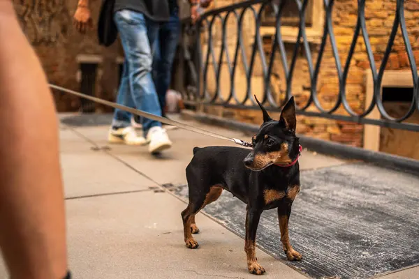 A miniature pinscher breed dog in the city. Zwergpinscher on the bridge. Dwarf pinscher close-up