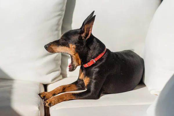 A miniature pinscher dog lies in the sun on white pillows and yawns. Cute zwergpinscher yawns and wants to sleep.