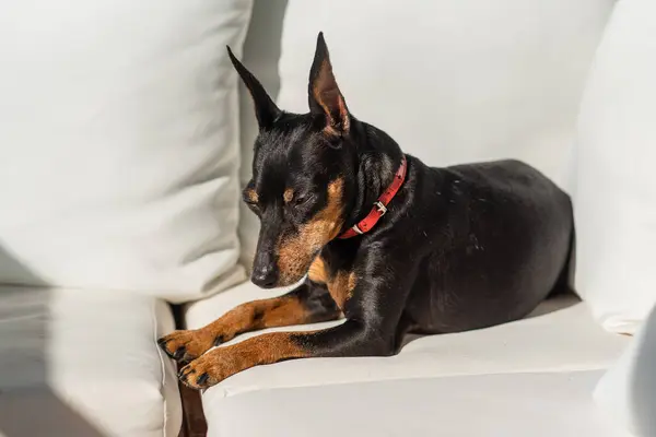 A miniature pinscher dog lies in the sun on white pillows and squints. Cute zwergpinscher squints and wants to sleep.