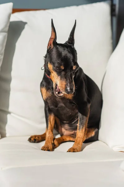 A miniature pinscher dog is sitting in the sun on white pillows. Cute black and tan zwergpinscher sits and breathes with his mouth open