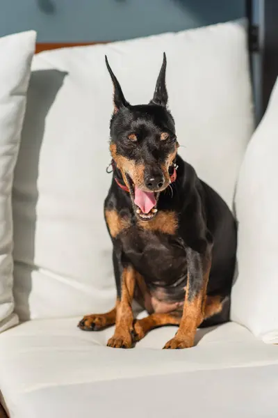 A miniature pinscher dog is sitting in the sun on white pillows. Cute black and tan zwergpinscher sits and breathes with his mouth open