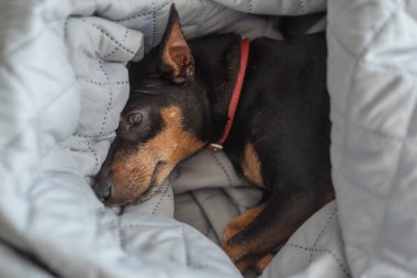 Minyatür pinscher cinsinden küçük bir köpek battaniyeyle kaplı bir yatakta uyuyor. Zwergpinscher uyuyor. Uyuyan Pinscher