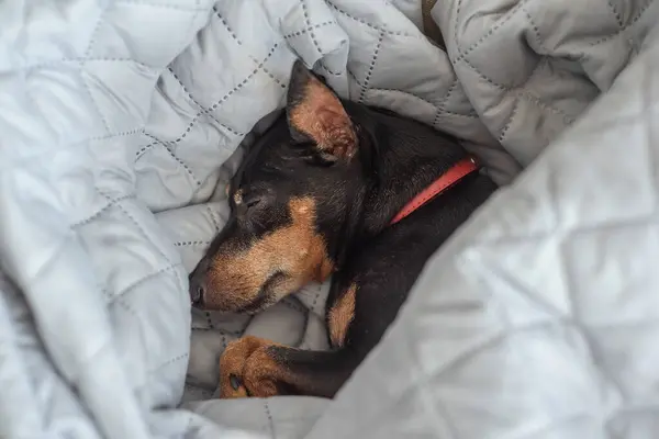 A small dog of the miniature pinscher breed sleeps at home on a bed covered with a blanket. The Zwergpinscher is asleep. Sleeping Pinscher