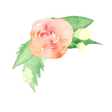 Yeşil yapraklı ve çiçekli güzel kırmızı bir gülün suluboya çizimi