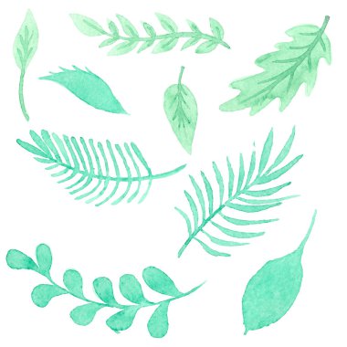 yeşil yapraklar ayarlandı, beyaz arkaplanda izole edildi.