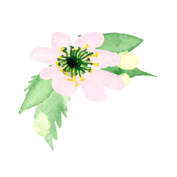 Vektor Illustration Akvarell Våren Blommor — Stock vektor