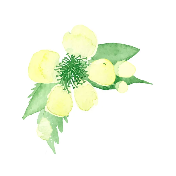 Ilustração Aquarela Uma Bela Flor Com Folhas Verdes — Vetor de Stock
