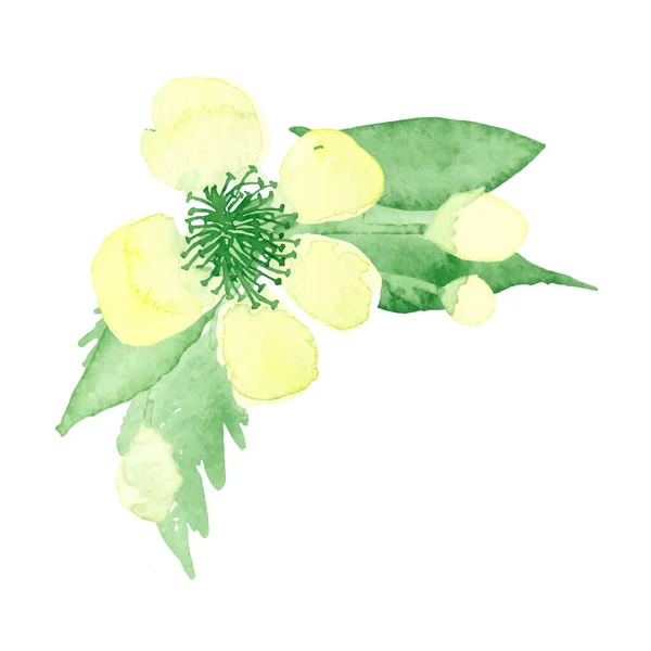Aquarell Handgezeichnete Illustration Von Blumen Blättern Und Knospen — Stockvektor