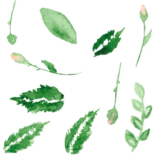 Composition Botanique Florale Isolée Sur Fond Blanc — Image vectorielle