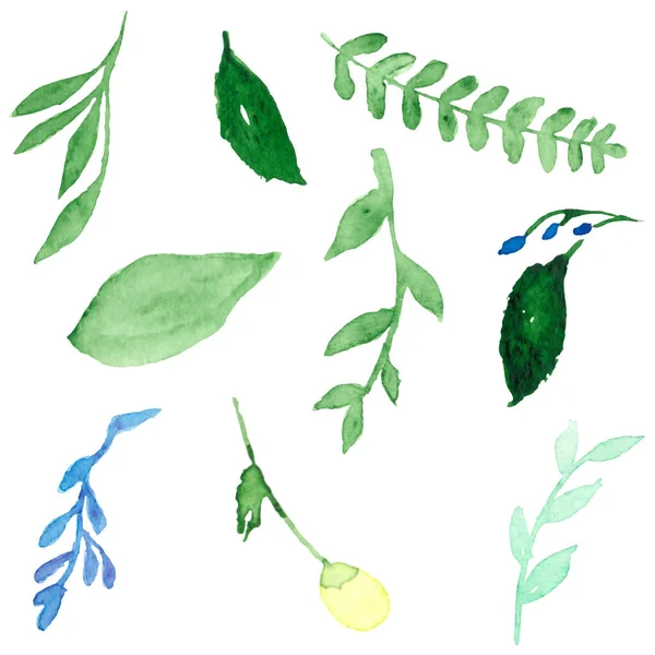 Grüne Blätter Von Laub Botanische Pflanze Isoliert — Stockvektor