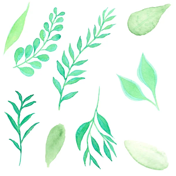 Set Vector Illustration Green Leaves Watercolor Floral Elements Isolated Background — Stock Vector