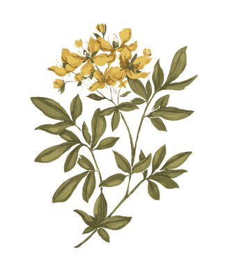 Harika Çiçekler İllüstrasyon Elementi 