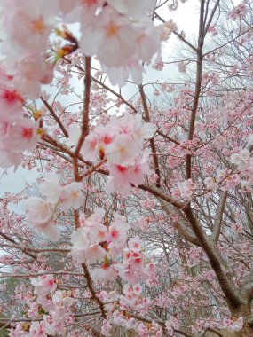 Sakura çiçeğinin güzelliği.