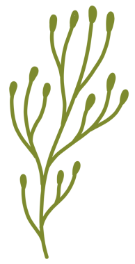 Zambak çiçekleri barış güvercini