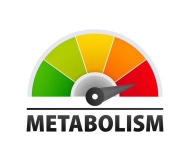Metabolism level scale, speedometer, indicators Metabolism medical