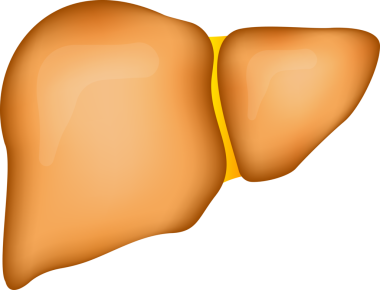 İnsan ciğeri Karaciğer hasarı aşamaları. hisse illüstrasyonu