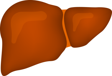 Karaciğer anatomisi yapısı. Sindirim safra kesesi organı. resimleme