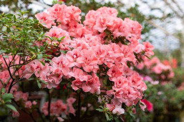 Bahçedeki açelyanın çiçeği.