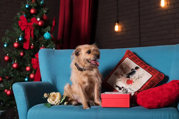 Kırmızı yastıklı ve Noel hediyeli küçük bir köpek, kırmızı ve mavi topları, kırmızı perdesi ve kahverengi bir duvarı olan bir Noel ağacının arka planında, mavi bir kanepede oturuyor.