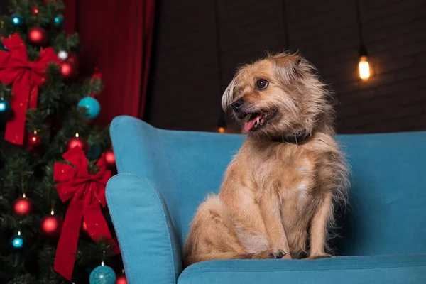 Ein Kleiner Roter Hund Sitzt Auf Einem Blauen Sofa Auf — Stockfoto