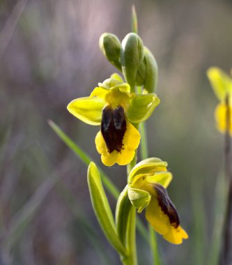 Orkide infloresans Ophrys lutea. Kenarlarda sarı çiçekler ve ortada kırmızımsı siyahlar. Munilla, La Rioja, İspanya 'da yer alır..