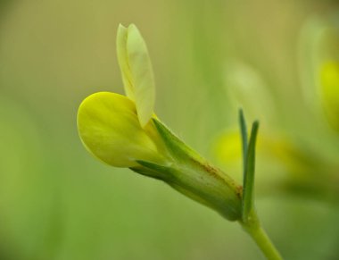 Tetragonolobus Scop çiçeğinin Macro detayları. Lotus maritimus sarı çiçek.