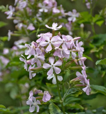 Çiçek açmış sabun bitkisi (Saponaria officinalis). Çiçekleri ellerinle ovalarken, sabun çıkıyor..