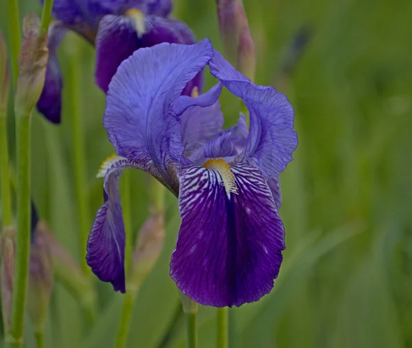 Макрофотография Голубой Лили Айрис Германика Традиционно Выращивается Садах Фиолетовые Голубые — стоковое фото