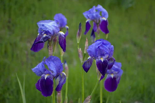 Çimenli Bir Yamaçta Iriz Germanica Çiçekleri Mor Mavi Çiçeklerden Bir — Stok fotoğraf