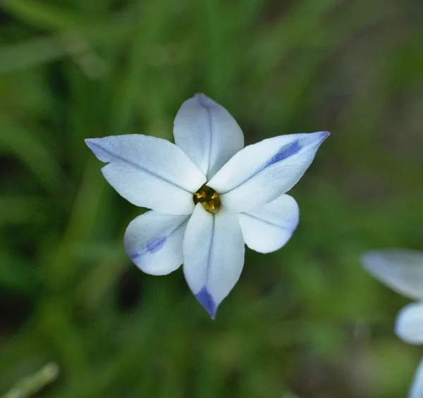 Mała Gwiazda Kwiat Tristagma Uniflorum Jasnoniebieski Biały Liliowy Kolor Tworzone — Zdjęcie stockowe