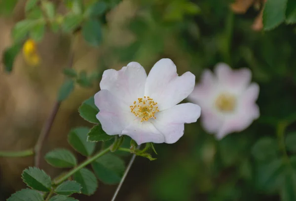 Rosa Canina Çiçeğinin Macro Fotoğrafı Soluk Pembe Beyaz Taç Yaprakları — Stok fotoğraf