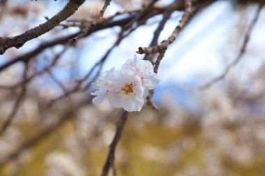 Cennet, dünya, şömineler, çimenler, manzara çiçekler yanıyor.
