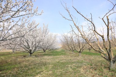 Cennet, dünya, şömineler, çimenler, manzara çiçekler yanıyor.