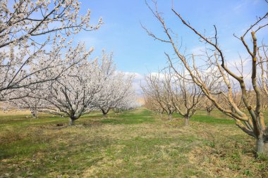 Cennet, dünya, şömineler, çimenler, manzara çiçekler yanıyor.