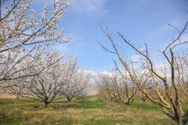Cennet, dünya, şömineler, çimenler, manzara çiçekler yanıyor.