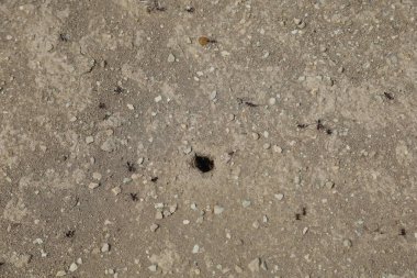 Cennet, dünya, şömineler, çimenler, manzara çiçekler yanıyor.