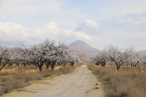 Cennet, dünya, şömineler, çimenler, manzara çiçekler yanıyor.