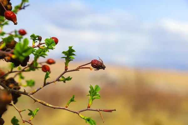 Cennet, dünya, şömineler, çimenler, manzara çiçekler yanıyor.