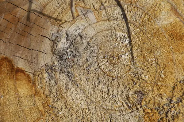 Cennet, dünya, şömineler, çimenler, manzara çiçekler yanıyor.