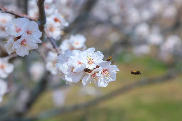 Cennet, dünya, şömineler, çimenler, manzara çiçekler yanıyor.