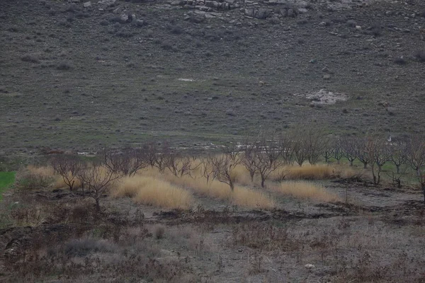 Cennet, dünya, şömineler, çimenler, manzara çiçekler yanıyor.