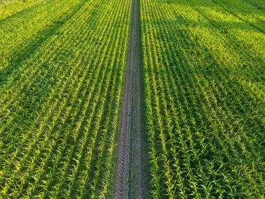 Mısır, çim familyasından bir bitki türüdür. Tahıl aslen Meksika 'dan geliyor..