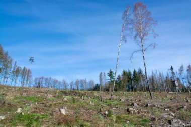 Almanya, Sauerland 'da kuraklık ve kabuk böceğinin sebep olduğu ağaç kırılması.
