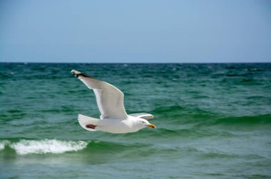 Siyah başlı martı (