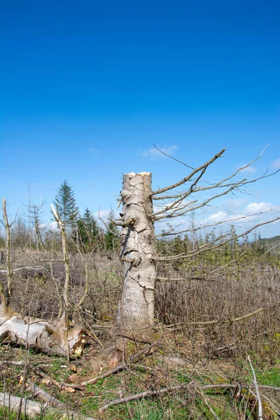 stock image Wood breakage caused by drought and bark beetle in Sauerland, Germany.