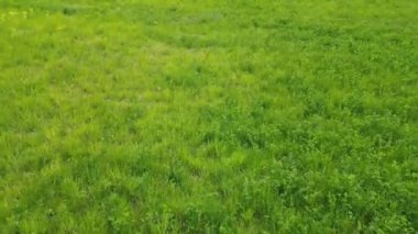 Mecklenburg Gölü Bölgesi, Afrika kıtasında bulunan Pomeranya devletinde bir şehirdir..