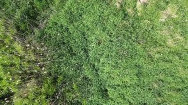 Mecklenburg Gölü Bölgesi, Afrika kıtasında bulunan Pomeranya devletinde bir şehirdir..