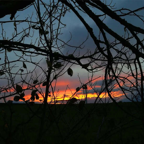 Nightfall Country Landscape Tree Branches Leaves Silhouette Foreground — Stock Photo, Image