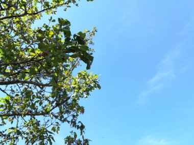 Güzel botanik çekimleri, kopyalama alanı olan doğal duvar kağıtları.